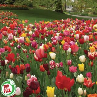 Perennial Multi Colour Mix Tulip Half Basket Thumbnail